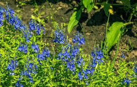 Attēlu rezultāti vaicājumam “Veronica austriaca subsp. teucrium leaf”
