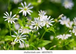 Attēlu rezultāti vaicājumam “Stellaria graminea flower”