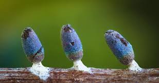 Attēlu rezultāti vaicājumam “Diachea leucopodia macro”