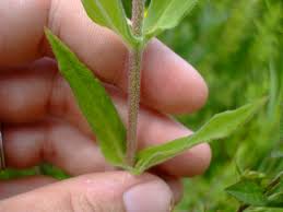 Attēlu rezultāti vaicājumam “Lythrum salicaria leaf”