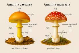 Attēlu rezultāti vaicājumam “Amanita muscaria”