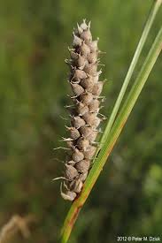 Attēlu rezultāti vaicājumam “Carex lasiocarpa leaf”