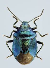 Attēlu rezultāti vaicājumam “Zicrona caerulea”