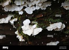 Attēlu rezultāti vaicājumam “Postia floriformis”