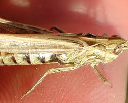 Attēlu rezultāti vaicājumam “Chortippus sp.”