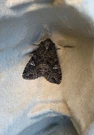 Attēlu rezultāti vaicājumam “Mamestra brassicae pupa”