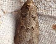 Attēlu rezultāti vaicājumam “Eana incanana”