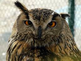 Attēlu rezultāti vaicājumam “Strigiformes”