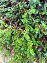 Attēlu rezultāti vaicājumam “Empetrum nigrum”