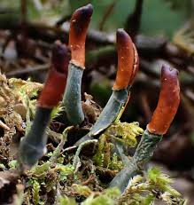 Attēlu rezultāti vaicājumam “Peltigera polydactylon”