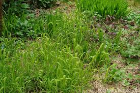 Attēlu rezultāti vaicājumam “Milium effusum”