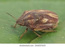 Attēlu rezultāti vaicājumam “Eurygaster testudinaria”