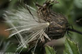 Attēlu rezultāti vaicājumam “Cirsium acaule fruit”