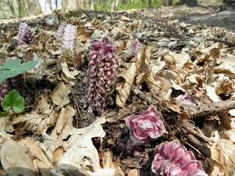 Attēlu rezultāti vaicājumam “Lathraea squamaria bud”