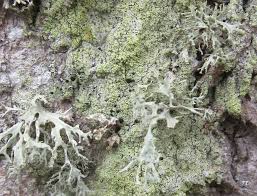 Attēlu rezultāti vaicājumam “Calicium viride”