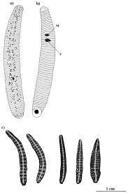 Attēlu rezultāti vaicājumam “Haemopis sanguisuga”