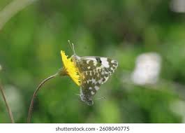 Attēlu rezultāti vaicājumam “Pontia edusa”