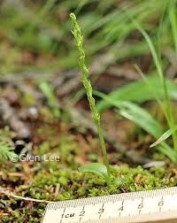 Attēlu rezultāti vaicājumam “Hammarbya paludosa leaf”