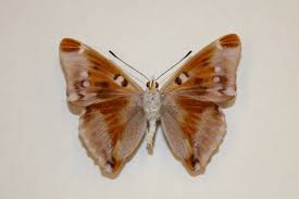 Attēlu rezultāti vaicājumam “Apatura iris underside”