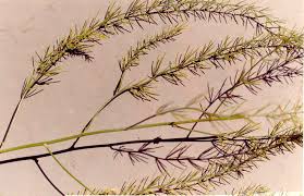 Attēlu rezultāti vaicājumam “Asparagus officinalis”