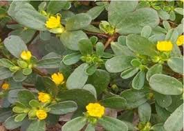 Attēlu rezultāti vaicājumam “Portulaca oleracea leaf”