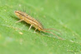 Attēlu rezultāti vaicājumam “Orchesella flavescens”