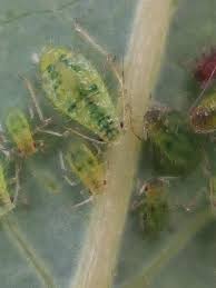 Attēlu rezultāti vaicājumam “Phytocoris tiliae imago”