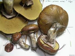 Attēlu rezultāti vaicājumam “Suillus luteus”