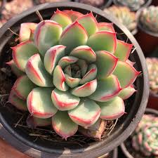 Attēlu rezultāti vaicājumam “Crassulaceae”