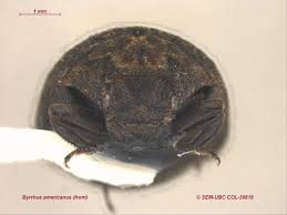 Attēlu rezultāti vaicājumam “Byrrhidae”