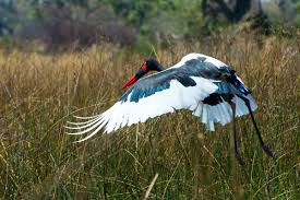 Attēlu rezultāti vaicājumam “Ciconiiformes”