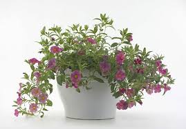 Image result for Petunie