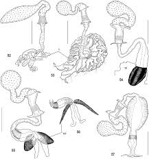 Attēlu rezultāti vaicājumam “Adomerus biguttatus”