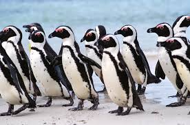 Image result for Spheniscus demersus