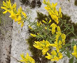 Image result for Genista tinctoria