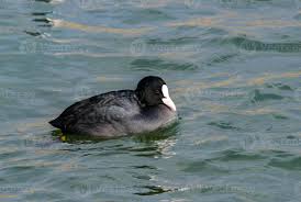 Attēlu rezultāti vaicājumam “Fulica atra”