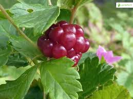Attēlu rezultāti vaicājumam “Rubus arcticus”