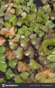 Attēlu rezultāti vaicājumam “Trapaceae”