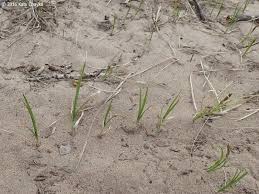 Attēlu rezultāti vaicājumam “Carex scandinavica”