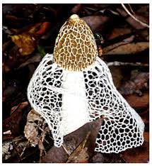 Attēlu rezultāti vaicājumam “Diachea dictyospora (syn. Craterium dictyosporum) stalked”