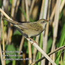 Image result for Locustella naevia