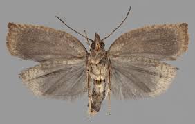 Attēlu rezultāti vaicājumam “Pandemis heparana”