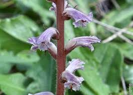 Attēlu rezultāti vaicājumam “Orobanchaceae”