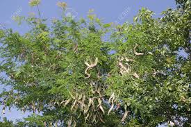 Attēlu rezultāti vaicājumam “Gleditsia triacanthos fruit”