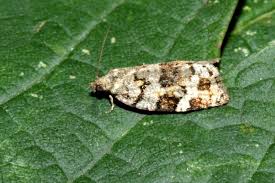 Attēlu rezultāti vaicājumam “Dichelia histrionana”