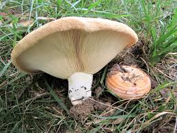 Attēlu rezultāti vaicājumam “Comatricha laxa macro”