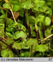 Attēlu rezultāti vaicājumam “Preissia quadrata”