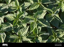 Attēlu rezultāti vaicājumam “Urticaceae”