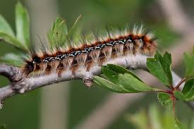 Attēlu rezultāti vaicājumam “Cribraria ferruginea macro”