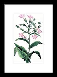 Attēlu rezultāti vaicājumam “Nicotiana tabacum”